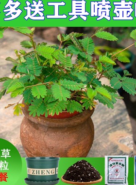 含羞草种子满天星花种子百日草太阳花薄荷草莓紫茉莉康乃馨花籽