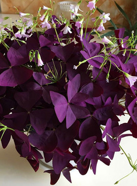紫叶酢浆草球根红花炸酱草种球幸运草盆栽紫蝴蝶三叶草种子醡浆草
