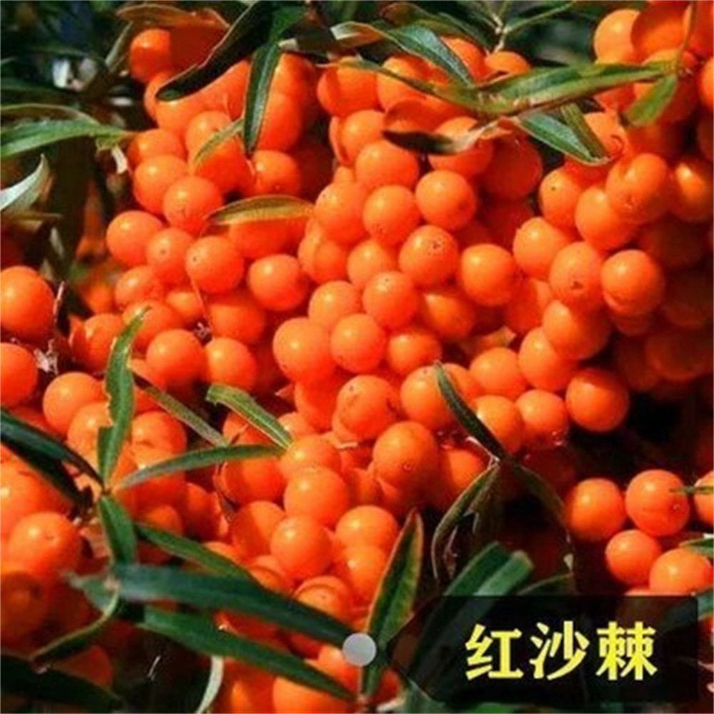 沙棘树苗耐寒耐旱1-10年大型造林园艺家庭庭院盆栽南北方易活果树