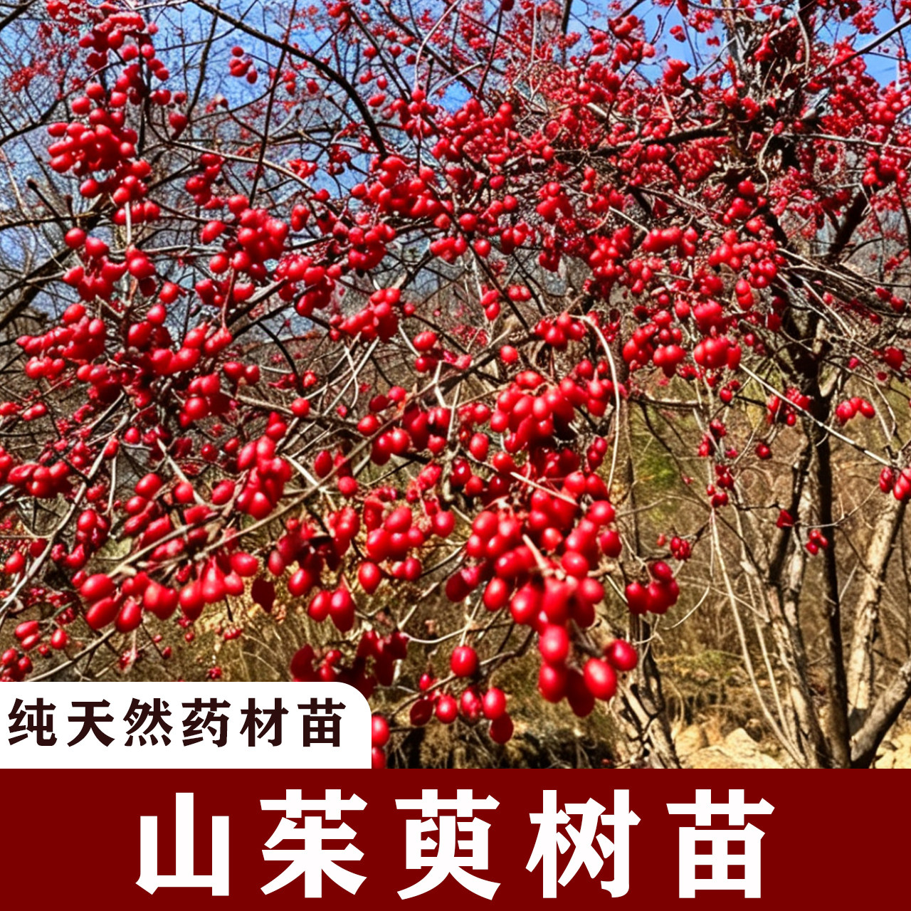 山茱萸树苗中药材山萸肉树苗枣皮树苗药材苗绿化苗木盆景盆栽地栽