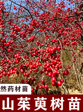 山茱萸树苗中药材绿化盆栽地栽