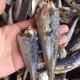 肉多鲜香 福建特产咸巴浪鱼干干货无头熟鱼干咸鱼干小海鱼海鲜