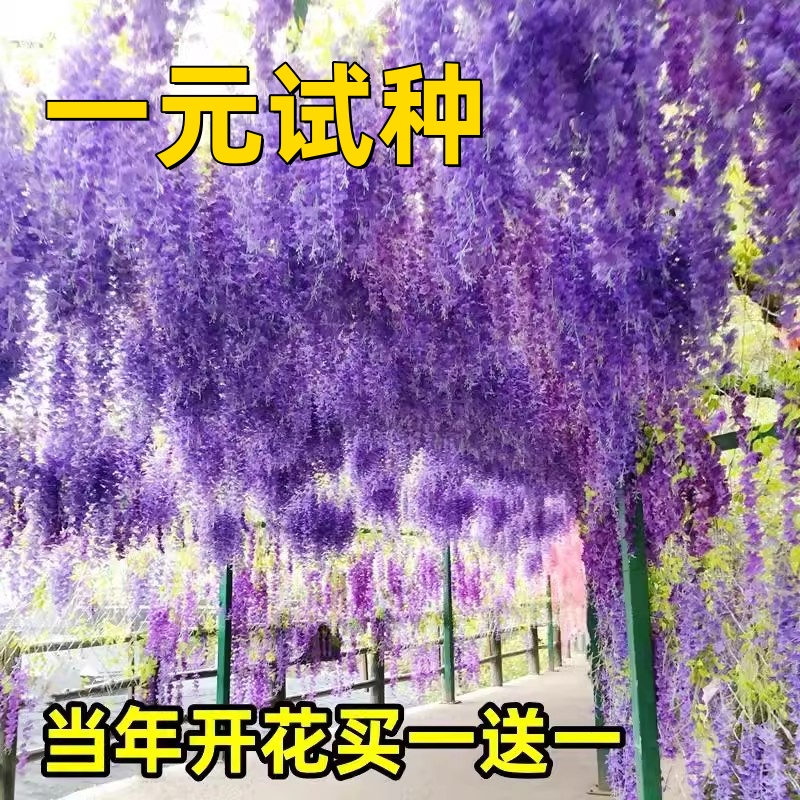 紫藤花树苗爬藤植物庭院围墙四季开花盆栽花苗绿植花卉藤蔓紫藤萝 鲜花速递/花卉仿真/绿植园艺 观叶 /花灌木 原图主图