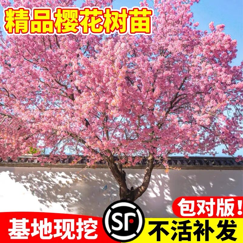 日本樱花树苗庭院大型小苗盆栽地栽四季南北方种植风景树绿化树苗