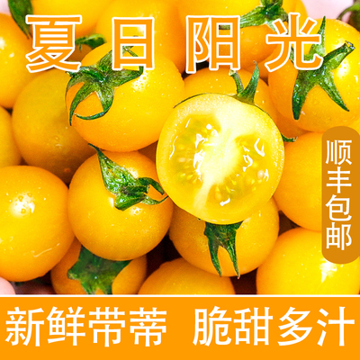 山东寿光黄色夏日阳光小番茄