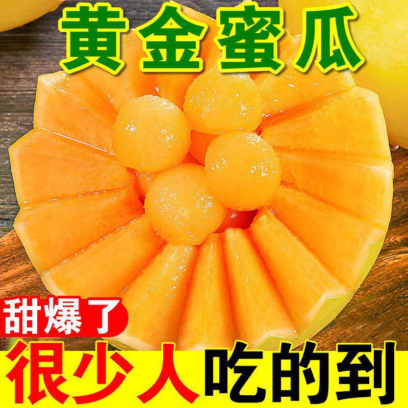 陕西头茬新鲜黄河蜜瓜黄金蜜脆瓜甜瓜香瓜金红宝现摘现发超甜大瓜