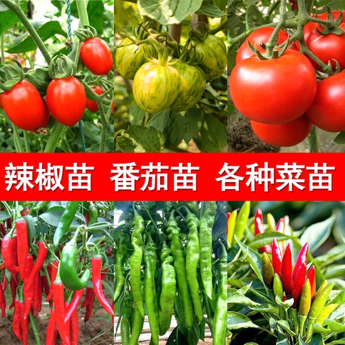 茑萝幼苗素材模板 茑萝幼苗图片下载 小麦优选