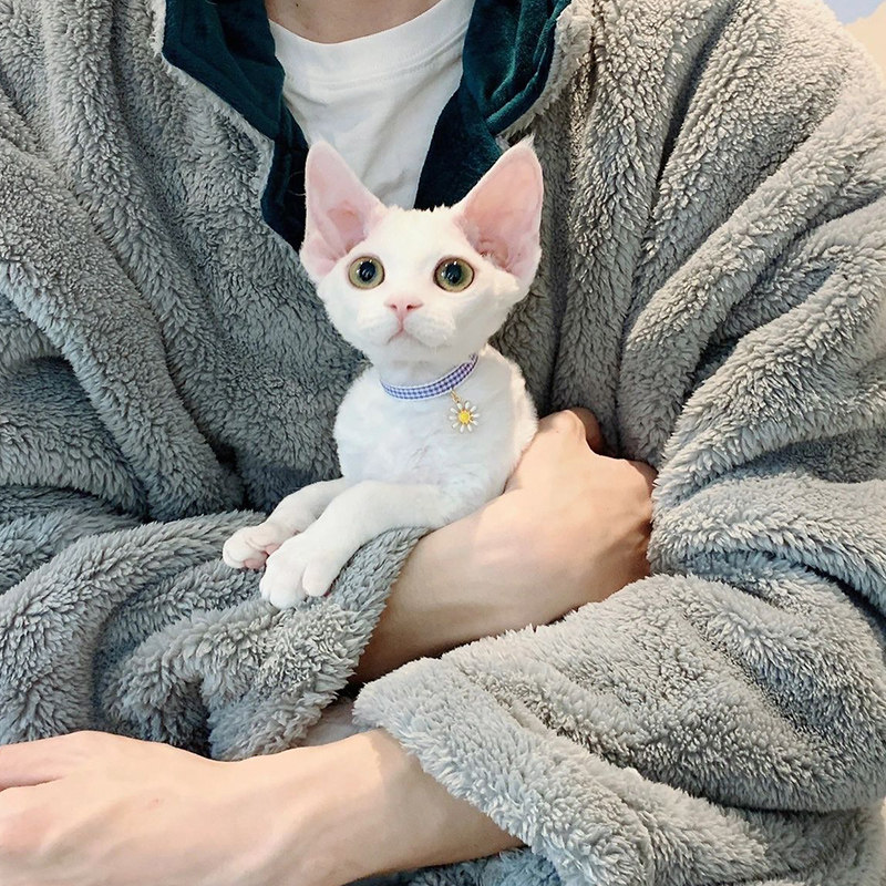 纯种德文卷毛猫幼猫黑白异瞳开脸德文幼崽高智商宠物活体北京猫舍