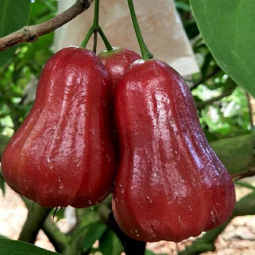 台湾黑金刚莲雾树苗嫁接大叶红