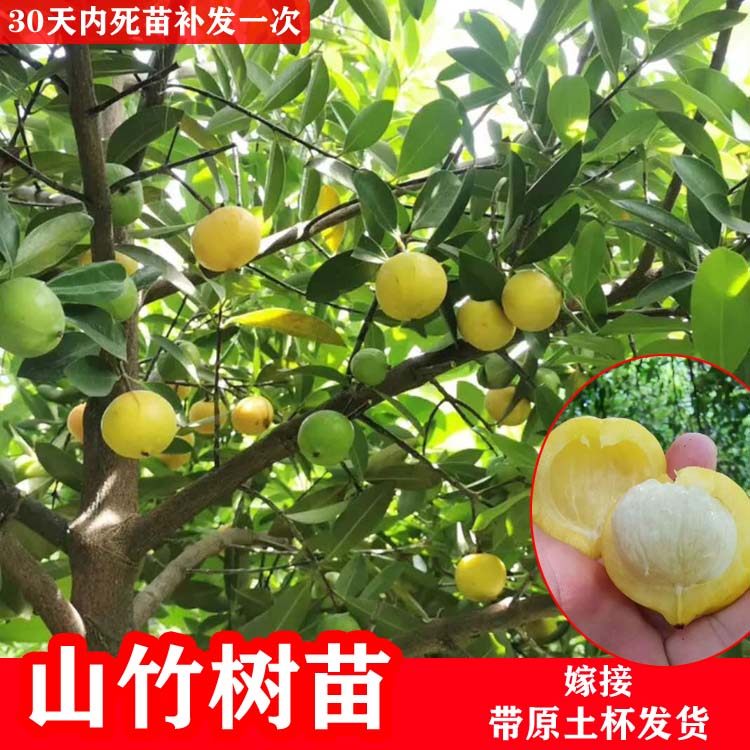 山竹嫁接树苗盆栽岭南黄金