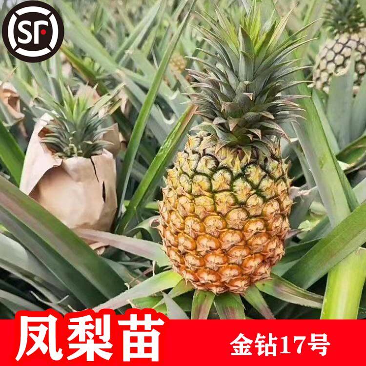 金钻17号台湾凤梨地菠萝苗树苗当年结果盆栽地栽手撕金钻凤梨果苗
