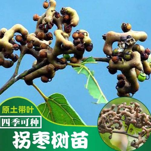 嫁接拐枣树苗正宗盆栽鸡爪梨原土