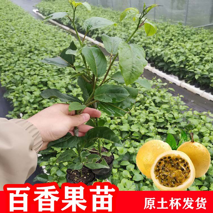 纯甜嫁接钦蜜9号黄金百香苗四季