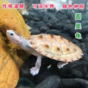 红腹圆澳侧颈龟 网红鱼缸小宠物活体观赏深水龟热带龟