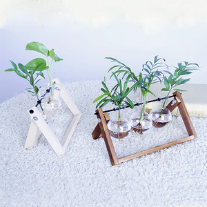 【双11】创意水培绿萝植物盆栽