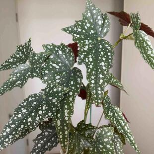 点地梅秋海棠竹节类阳台室外室内客厅桌面绿植盆栽观叶赏花植物彩