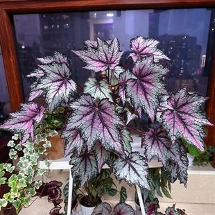 罗伯特高登蟆叶秋海棠室内网红盆栽龙川萤火银伊度观叶赏花盆栽花