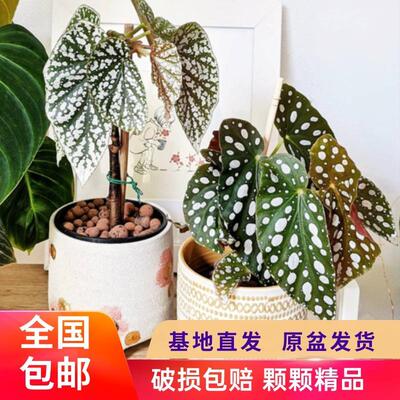 鳟鱼秋海棠盆栽花卉植物室内花客厅热带植物花绿植带盆发货