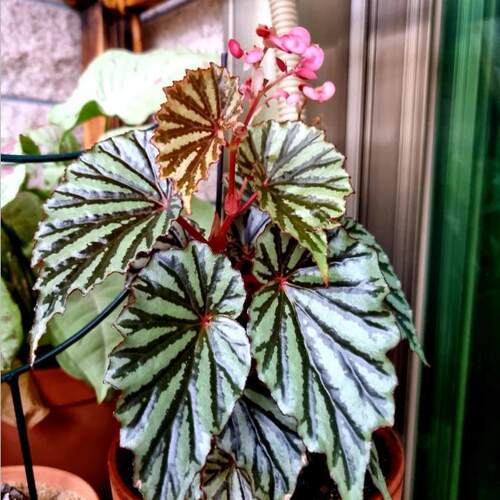 jaya/加亚秋海棠  竹节类 鳟鱼室内彩叶芋海芋海棠花观叶水培植物