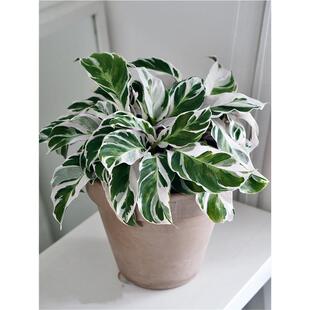 荷兰进口白油画竹芋北欧风网红观叶植物室内客厅阳台耐阴好养盆栽