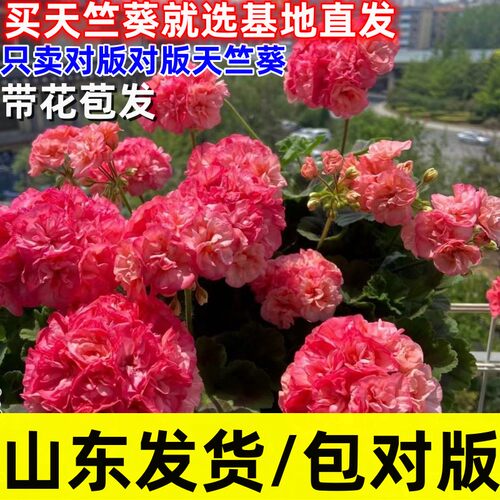 精品直立重瓣大花天竺葵盆栽花卉庭院花苗四季开花不断带花苞发货