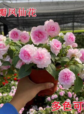 水梅花苗重瓣非洲重瓣凤仙花盆栽阳台花卉多年生四季开花带花发货