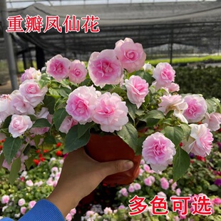 水梅花苗重瓣非洲重瓣凤仙花盆栽阳台花卉多年生四季开花带花发货