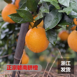 正宗赣南脐橙当季鲜橙 3斤 5斤 中橙 大橙