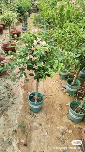 【春天三角梅】品种盆苗/水九月/粉红豹/ （图片如下）