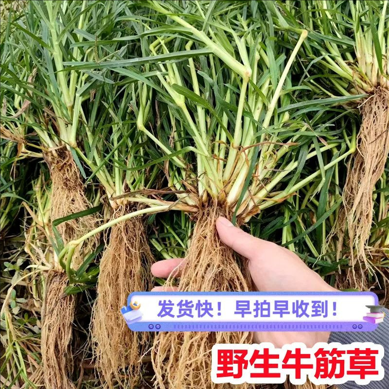 新鲜牛筋草蟋蟀草老牛拽忝仔草