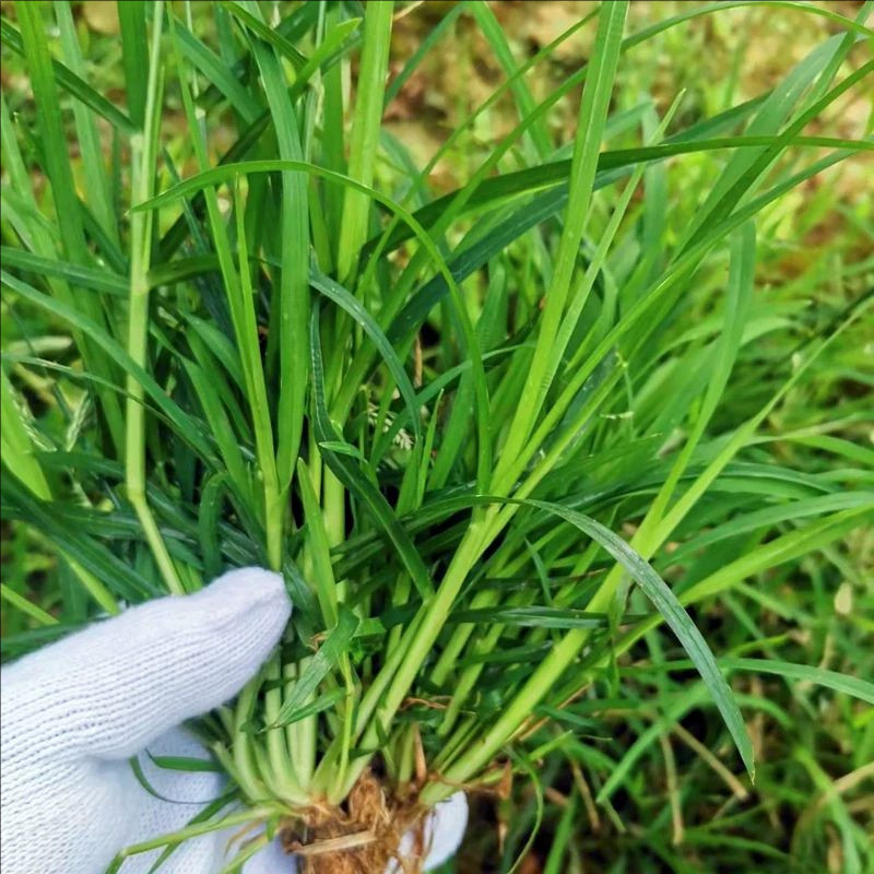 新鲜牛筋草蟋蟀草老牛拽忝仔草