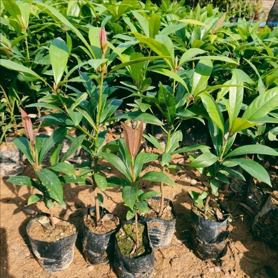 四川正宗金丝楠木苗楠木树苗