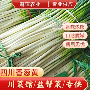 四川香葱黄小葱黄现挖泥巴毛葱新鲜非山东大葱川菜馆成功酒店量大