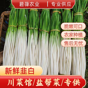 四川新鲜蔬菜韭白非韭黄韭菜烧烤蔬菜韭菜花川菜馆盐帮菜酒店量大