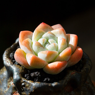 冰玉多肉植物进口贵货美观趣味多肉盆栽阳台超萌肉肉绿植花陌派