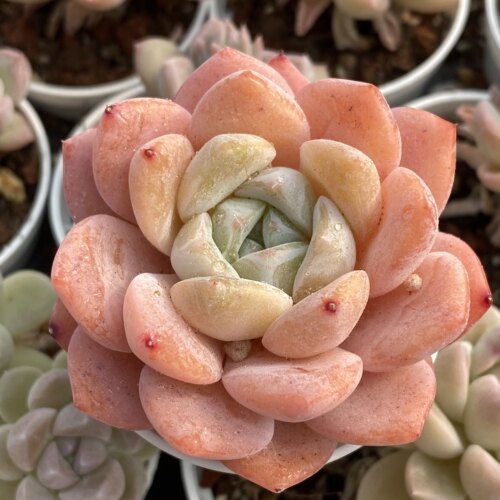 A-654 新品8号棚杂交，类似梦露抗性更好不易化水，多肉植物盆栽