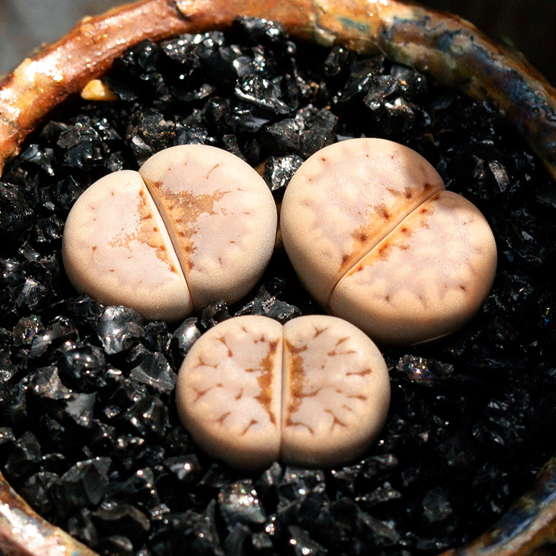 粉寿丽岛田生石花多肉植物办公室内阳台屁股花萌肉肉小盆栽花陌派