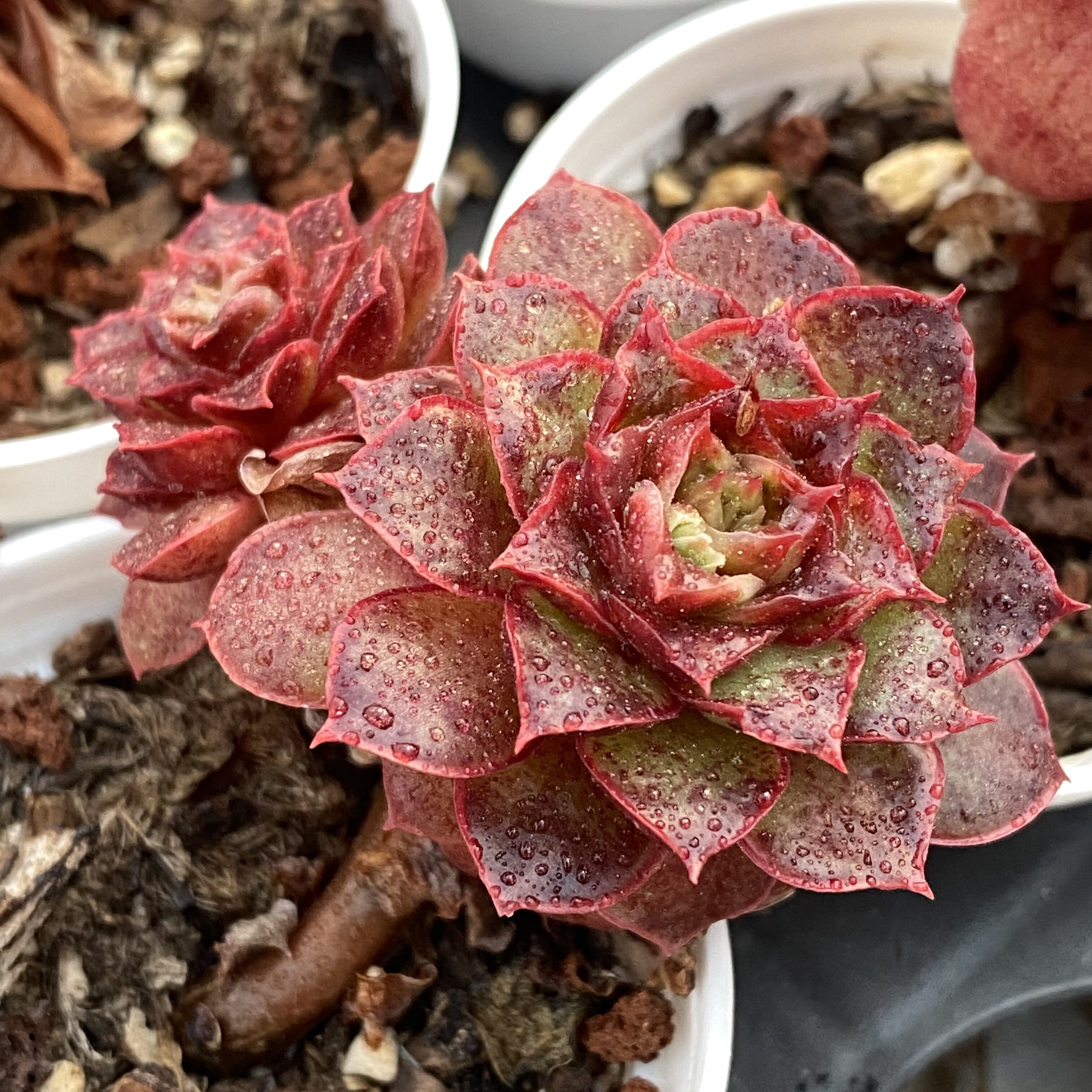 a-744 新品多肉植物罗西玛杂交,非常漂亮,花陌派云南精品萌肉肉