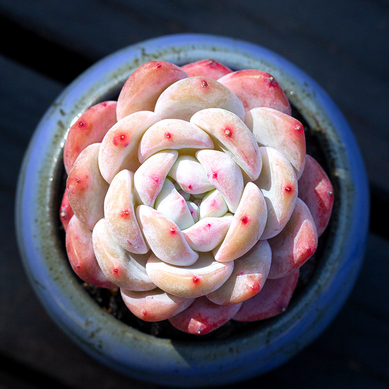 花陌派阳台简单美观多肉植物
