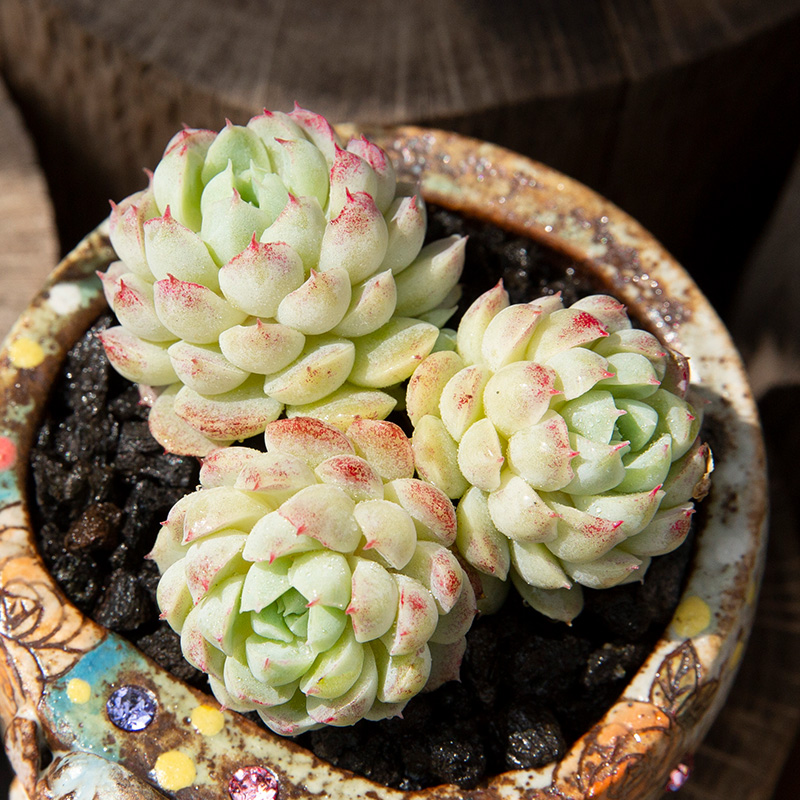 花陌派阳台容易美观多肉植物美观