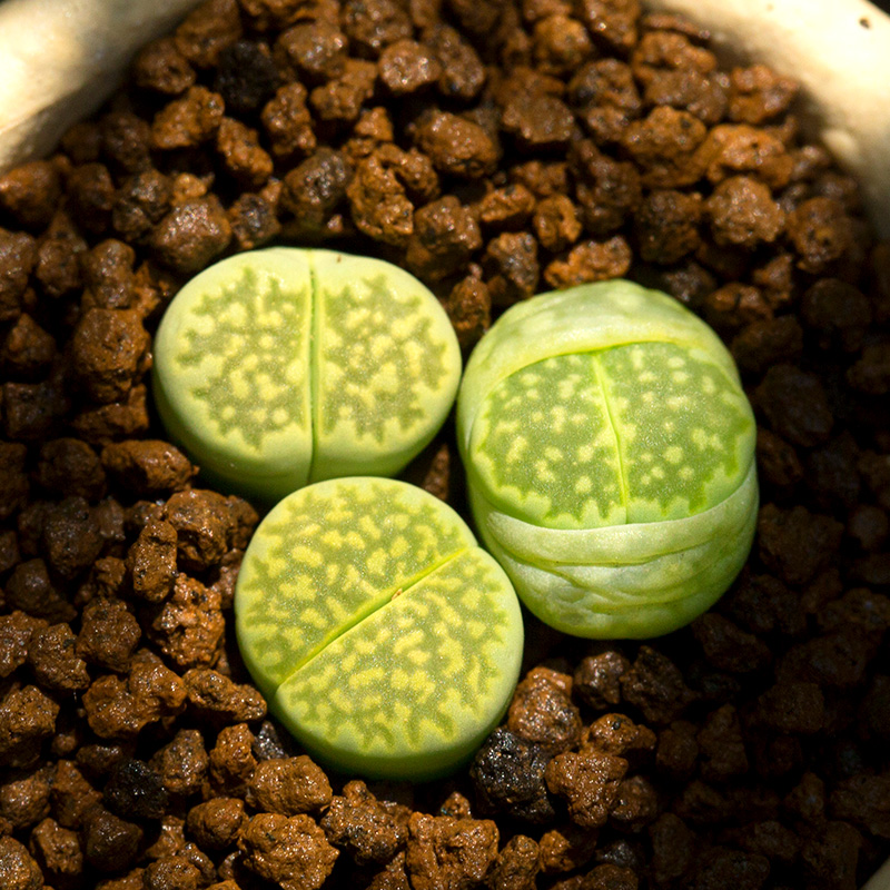 绿福来生石花多肉植物萌肉肉屁股花屁屁室内盆栽花陌派云南多肉 鲜花速递/花卉仿真/绿植园艺 多肉植物 原图主图