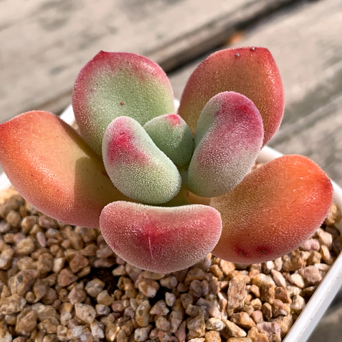 H5-11小绒兔 杂交新品多肉植物花陌派云南精品高端肉肉植物小盆栽