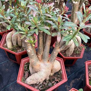 重瓣玫瑰花沙漠盆栽四季庭院植物阳台室内好养花卉绿植开花爆款