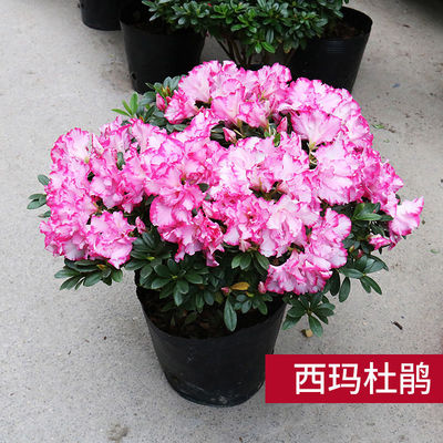 四季杜鹃花盆栽带花苞开花不断比利时小桃红花卉苗木室内外绿植花