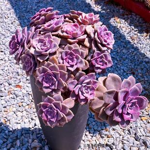 紫乐老桩精品办公室悬崖多头多肉植物阳台室内盆栽新手花卉绿植花