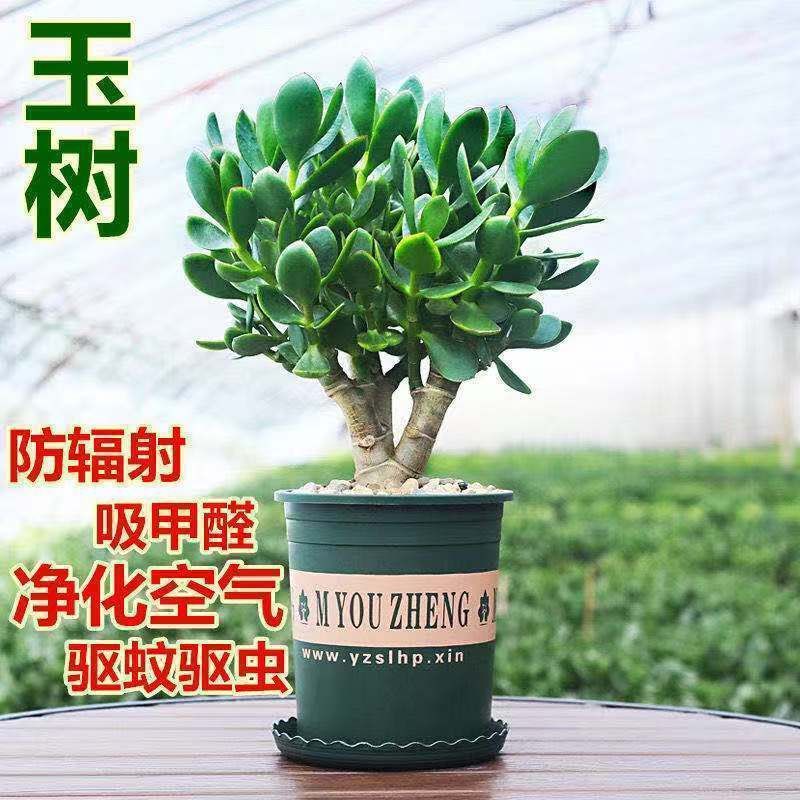 燕子掌植物四季常青玉树