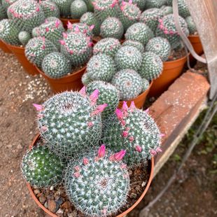 大福 群生仙人球 创意开花多头植物小盆栽玉翁花卉超大肉肉