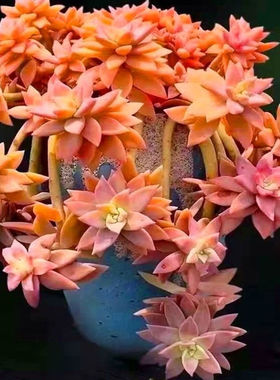 橙色恋人老桩网红爆款悬崖多肉好养室内外装饰庭院盆栽绿植