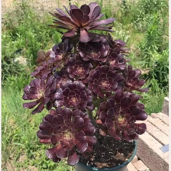 法师多肉植物绿植盆栽室内阳台老桩多头组合黑法师特价清仓包邮