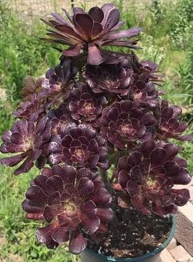 法师多肉植物绿植盆栽室内阳台老桩多头组合黑法师特价清仓包邮